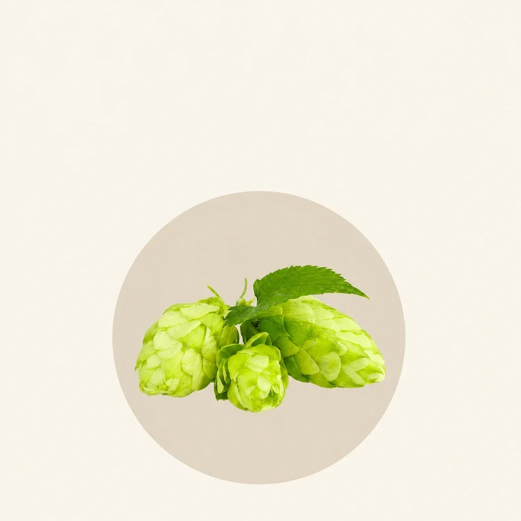 Maréa Harmonie - houblon